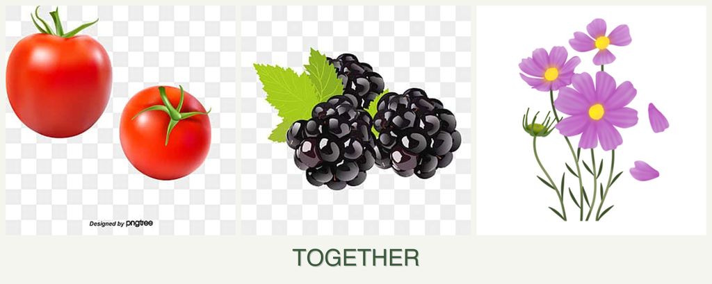 Can you plant tomatoes, blackberries and cosmos together?