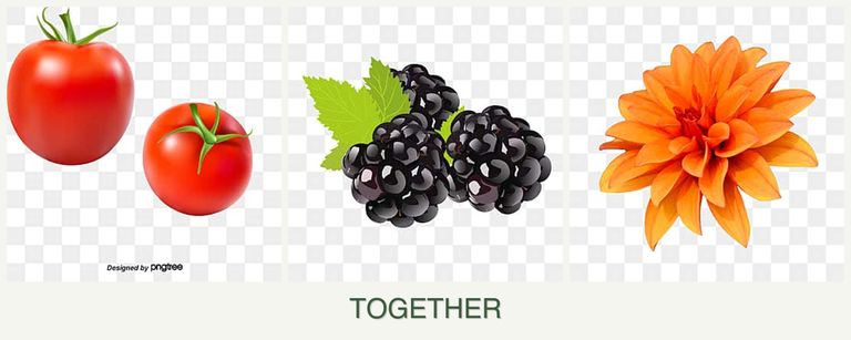Can you plant tomatoes, blackberries and dahlias together?