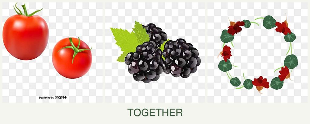 Can you plant tomatoes, blackberries and nasturtiums together?