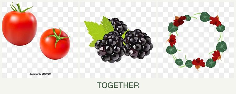 Can you plant tomatoes, blackberries and nasturtiums together?