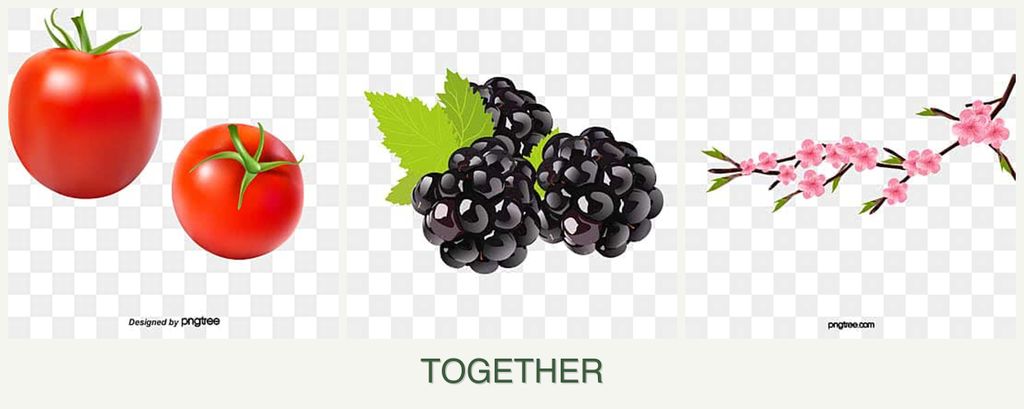 Can you plant tomatoes, blackberries and peaches together?