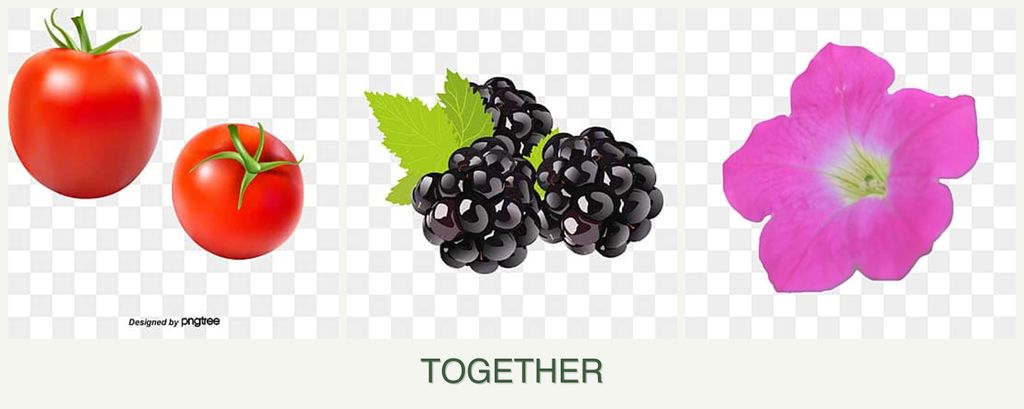 Can you plant tomatoes, blackberries and petunias together?