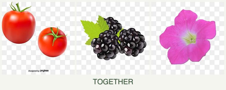 Can you plant tomatoes, blackberries and petunias together?