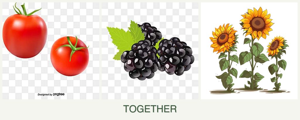 Can you plant tomatoes, blackberries and sunflowers together?