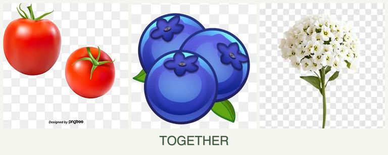 Can you plant tomatoes, blueberries and alyssum together?