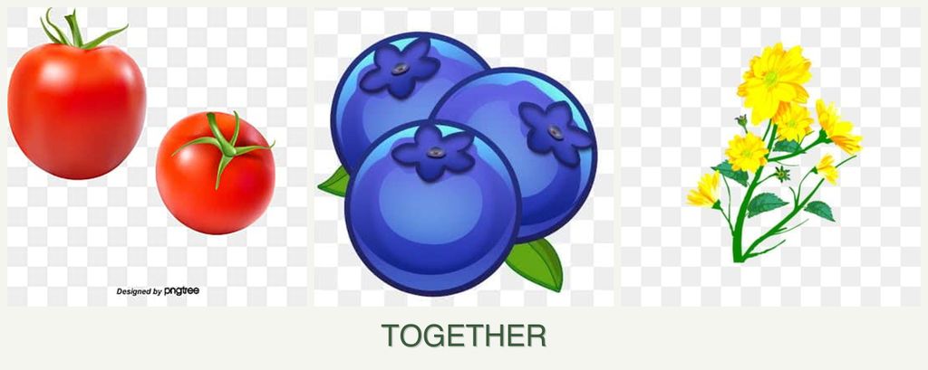 Can you plant tomatoes, blueberries and calendula together?