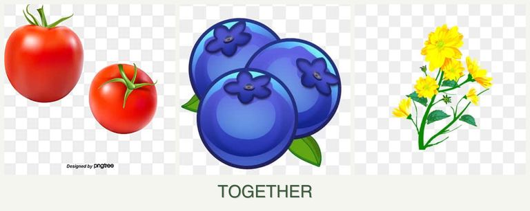 Can you plant tomatoes, blueberries and calendula together?