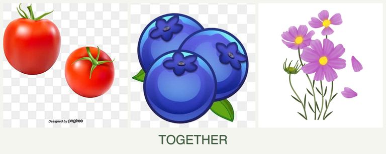 Can you plant tomatoes, blueberries and cosmos together?