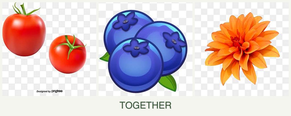 Can you plant tomatoes, blueberries and dahlias together?
