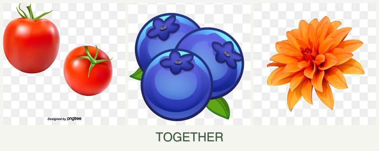 Can you plant tomatoes, blueberries and dahlias together?