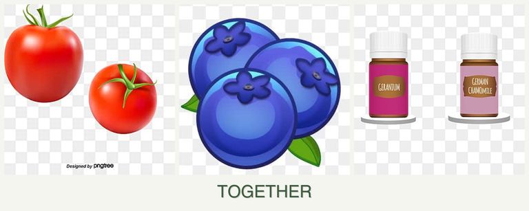 Can you plant tomatoes, blueberries and geraniums together?
