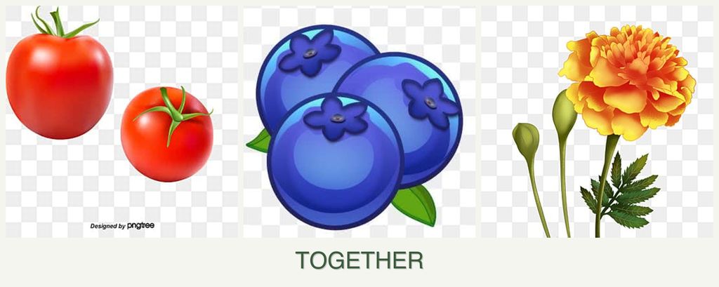 Can you plant tomatoes, blueberries and marigolds together?
