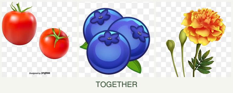 Can you plant tomatoes, blueberries and marigolds together?