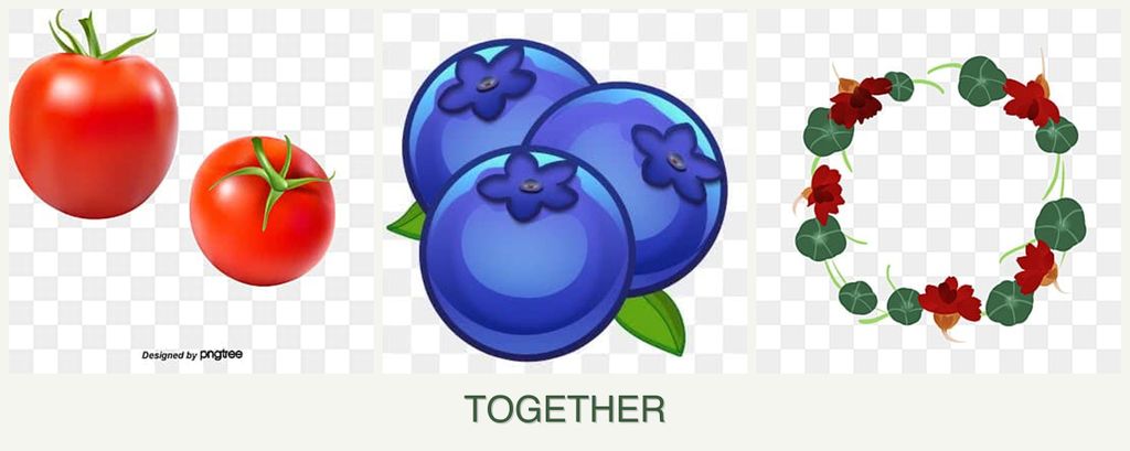 Can you plant tomatoes, blueberries and nasturtiums together?