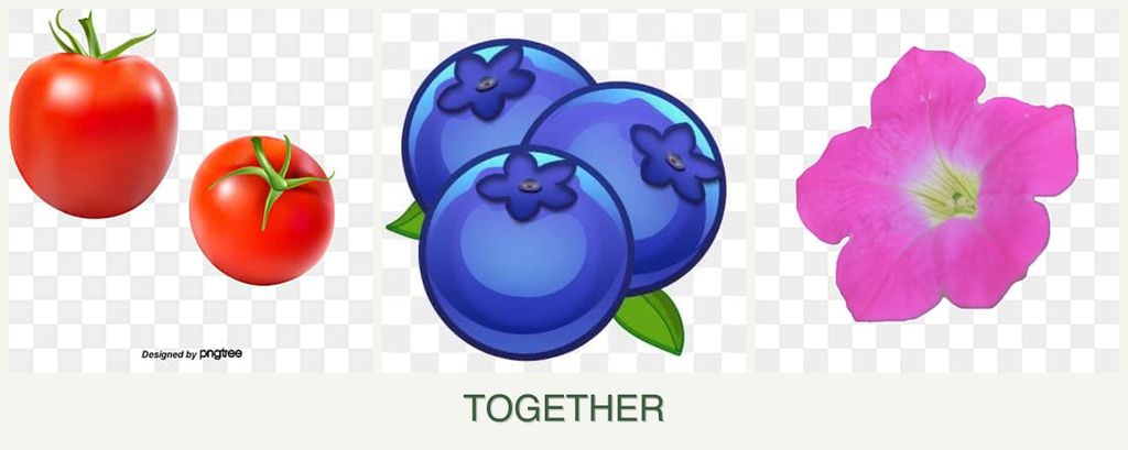 Can you plant tomatoes, blueberries and petunias together?