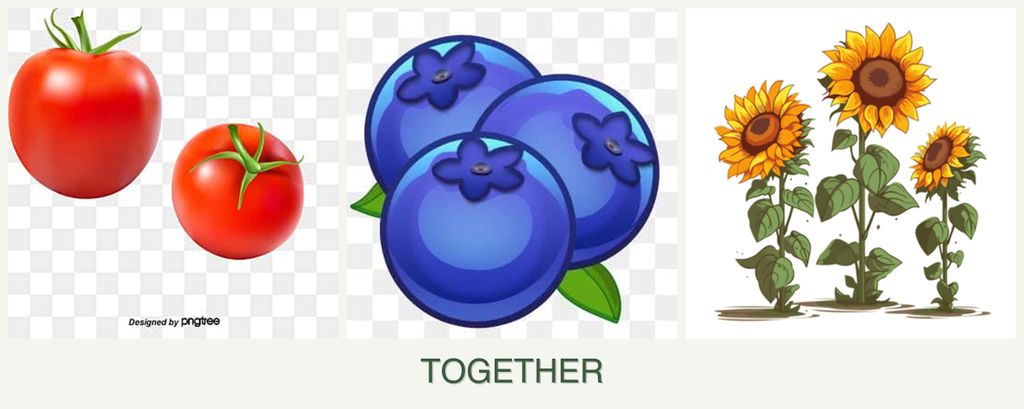 Can you plant tomatoes, blueberries and sunflowers together?