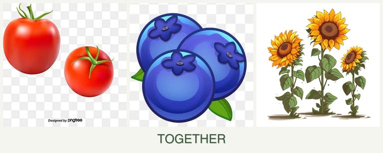 Can you plant tomatoes, blueberries and sunflowers together?