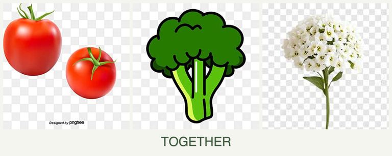 Can you plant tomatoes, broccoli and alyssum together?