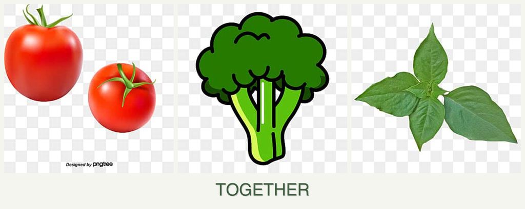 Can you plant tomatoes, broccoli and basil together?