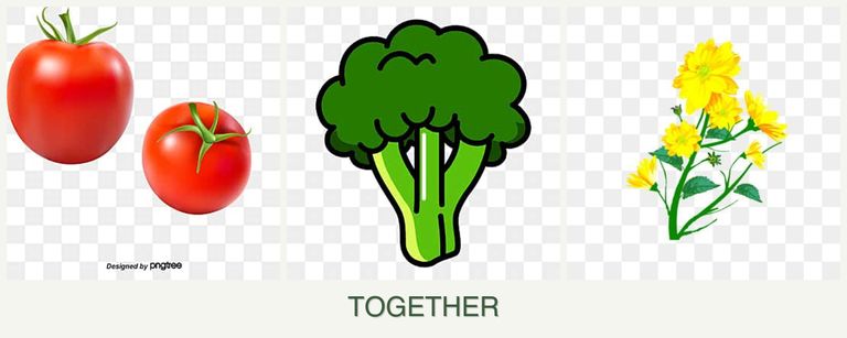 Can you plant tomatoes, broccoli and calendula together?