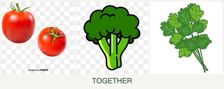 Can you plant tomatoes, broccoli and cilantro together?