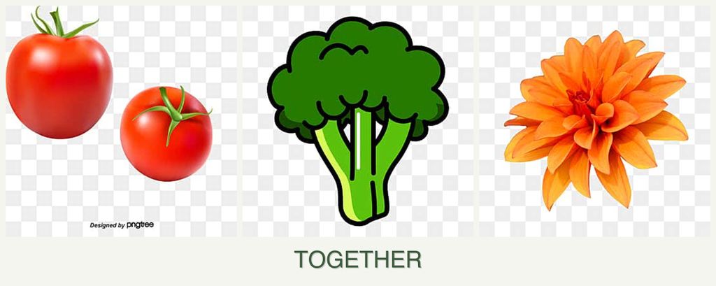 Can you plant tomatoes, broccoli and dahlias together?