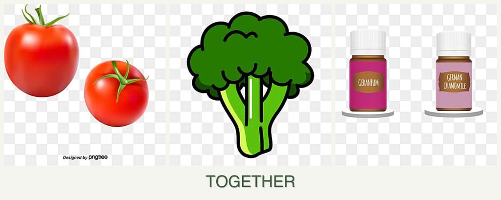 Can you plant tomatoes, broccoli and geraniums together?