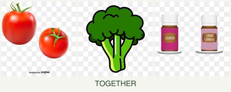 Can you plant tomatoes, broccoli and geraniums together?