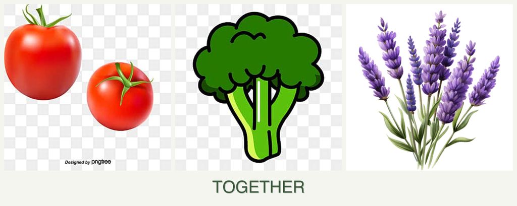Can you plant tomatoes, broccoli and lavender together?