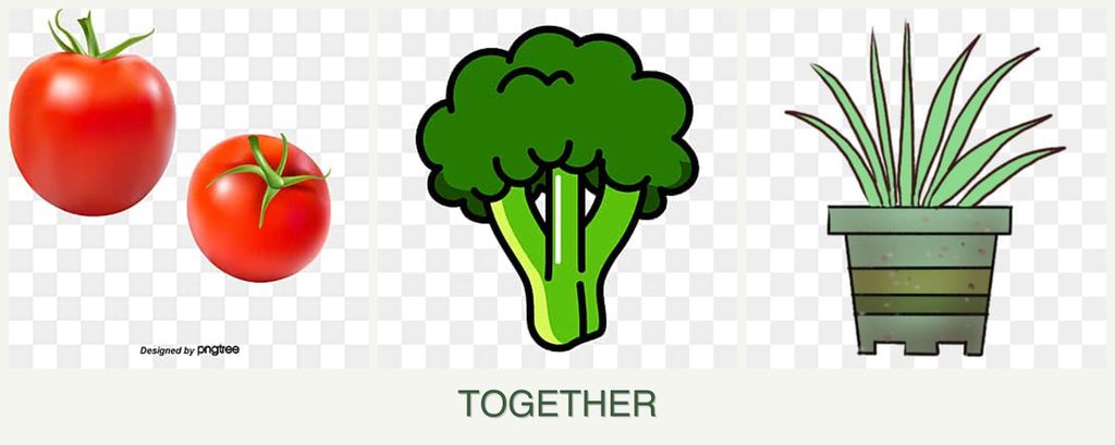 Can you plant tomatoes, broccoli and lemongrass together?