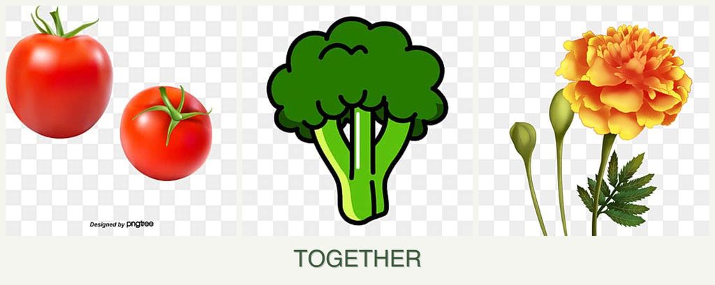 Can you plant tomatoes, broccoli and marigolds together?