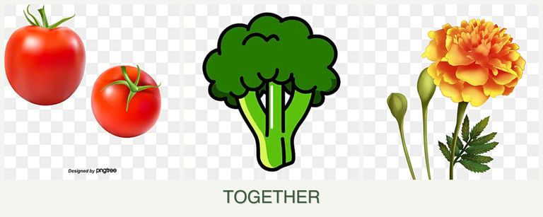 Can you plant tomatoes, broccoli and marigolds together?