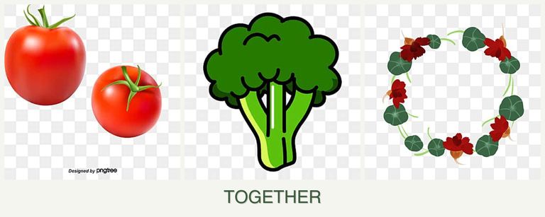Can you plant tomatoes, broccoli and nasturtiums together?