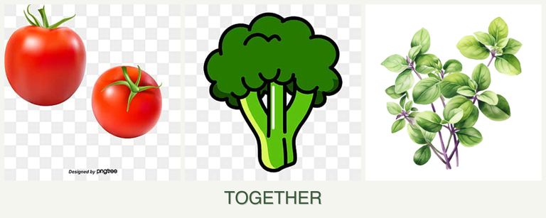 Can you plant tomatoes, broccoli and oregano together?