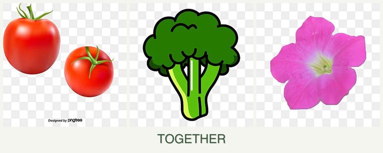 Can you plant tomatoes, broccoli and petunias together?