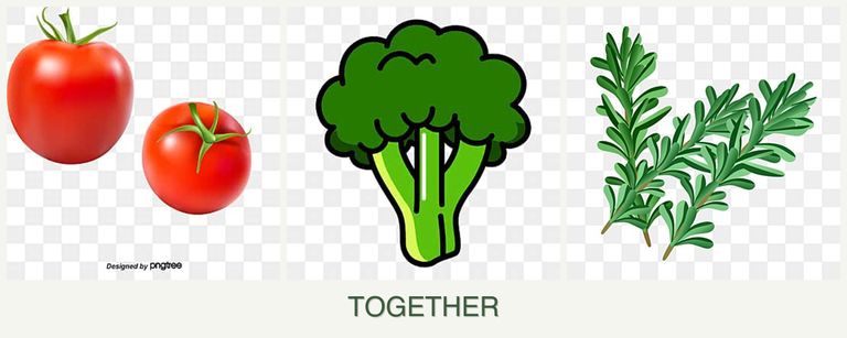 Can you plant tomatoes, broccoli and rosemary together?