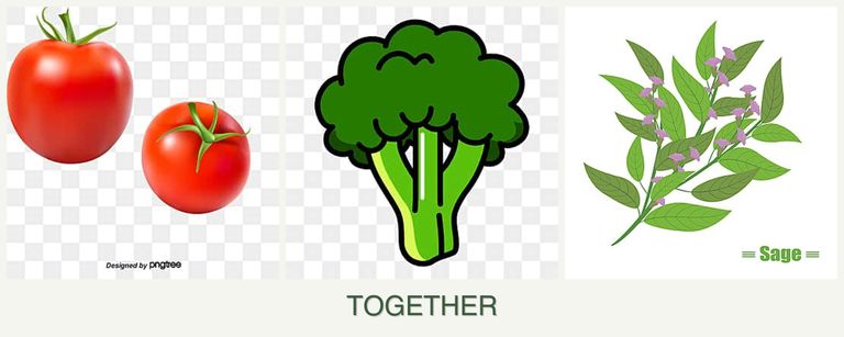 Can you plant tomatoes, broccoli and sage together?