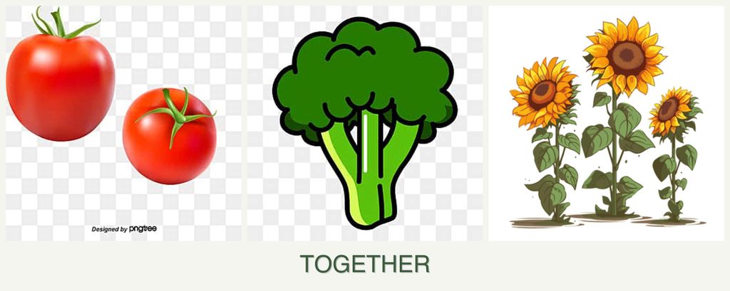 Can you plant tomatoes, broccoli and sunflowers together?