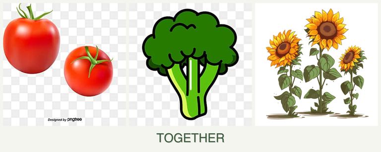 Can you plant tomatoes, broccoli and sunflowers together?