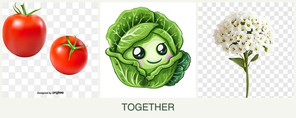 Can you plant tomatoes, cabbage and alyssum together?