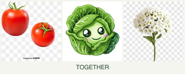 Can you plant tomatoes, cabbage and alyssum together?