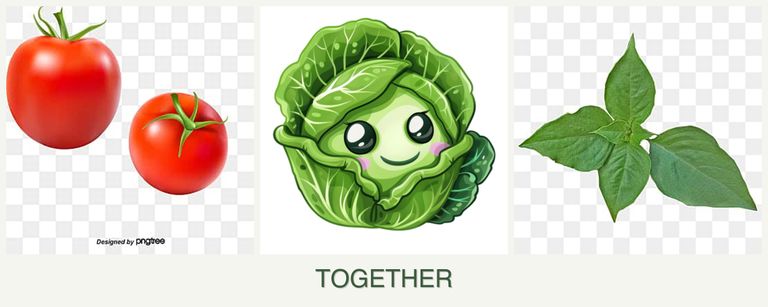 Can you plant tomatoes, cabbage and basil together?