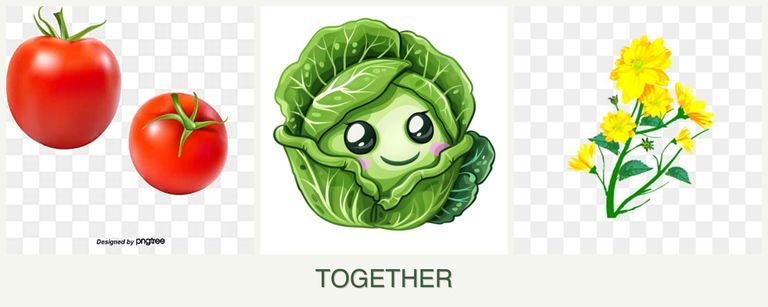 Can you plant tomatoes, cabbage and calendula together?