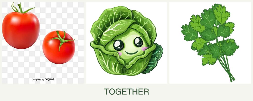 Can you plant tomatoes, cabbage and cilantro together?