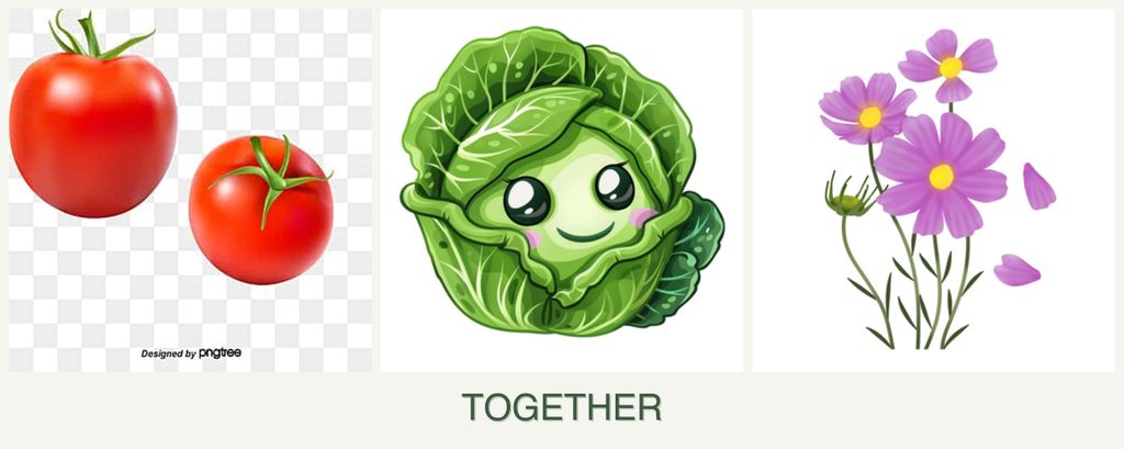 Can you plant tomatoes, cabbage and cosmos together?