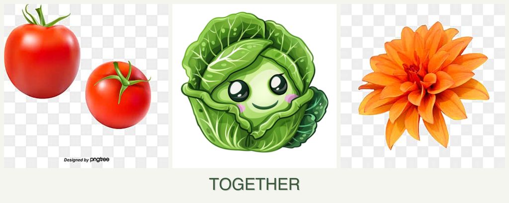 Can you plant tomatoes, cabbage and dahlias together?