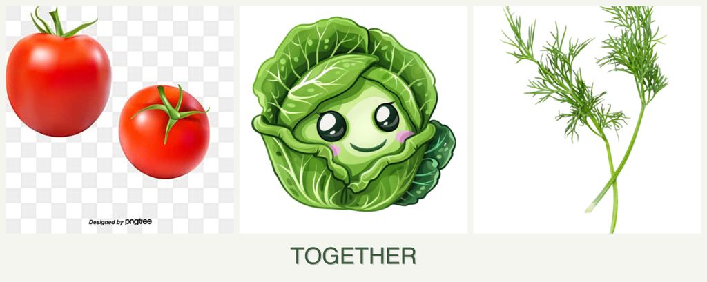 Can you plant tomatoes, cabbage and dill together?