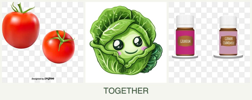 Can you plant tomatoes, cabbage and geraniums together?