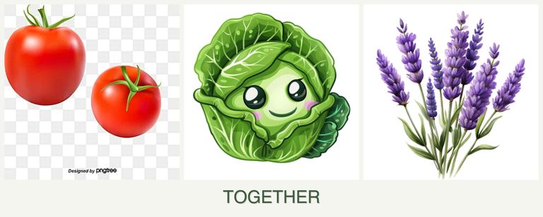 Can you plant tomatoes, cabbage and lavender together?