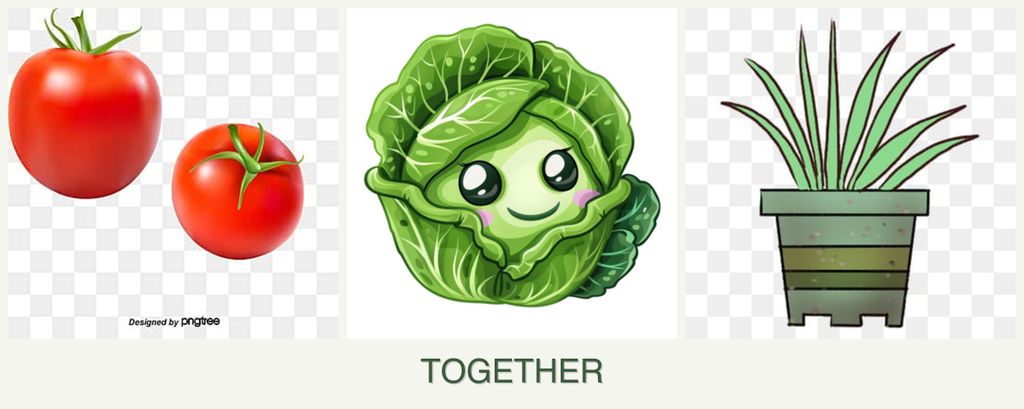 Can you plant tomatoes, cabbage and lemongrass together?